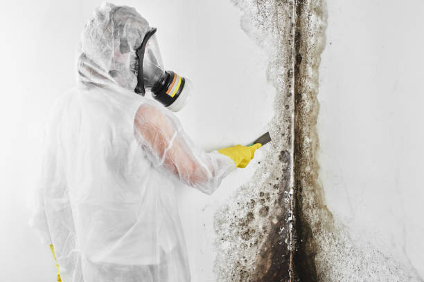 Best Black Mold Removal  in Avon, CO