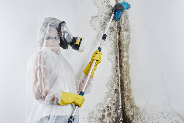 Best Attic Mold Removal  in Avon, CO