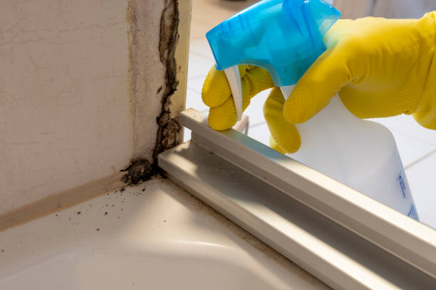 Best Commercial Mold Removal  in Avon, CO