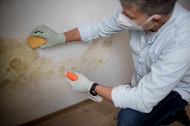 Best Attic Mold Removal  in Avon, CO