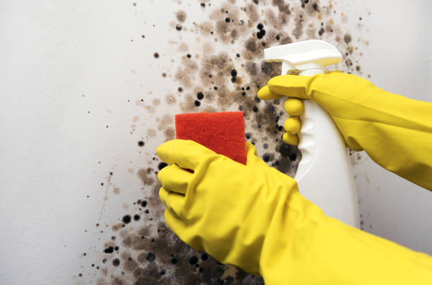 Best Certified Mold Removal  in Avon, CO