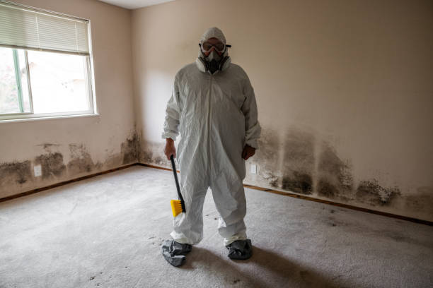 Best Black Mold Removal  in Avon, CO