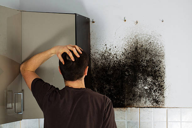 Best Mold Damage Repair  in Avon, CO