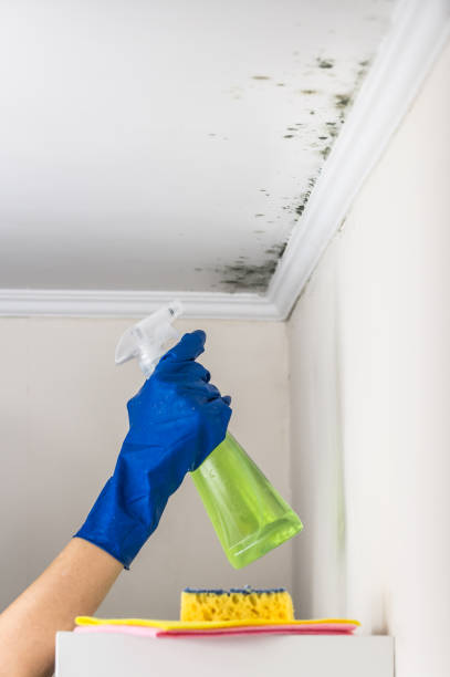 Best Commercial Mold Removal  in Avon, CO